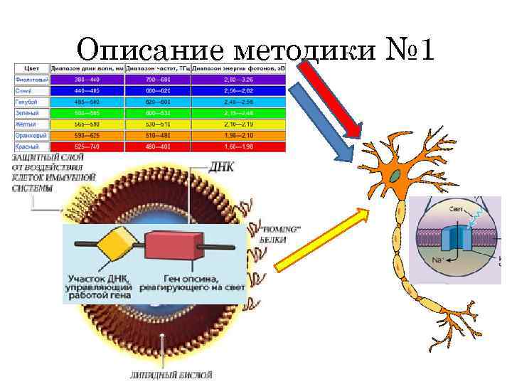 Описание методики № 1 