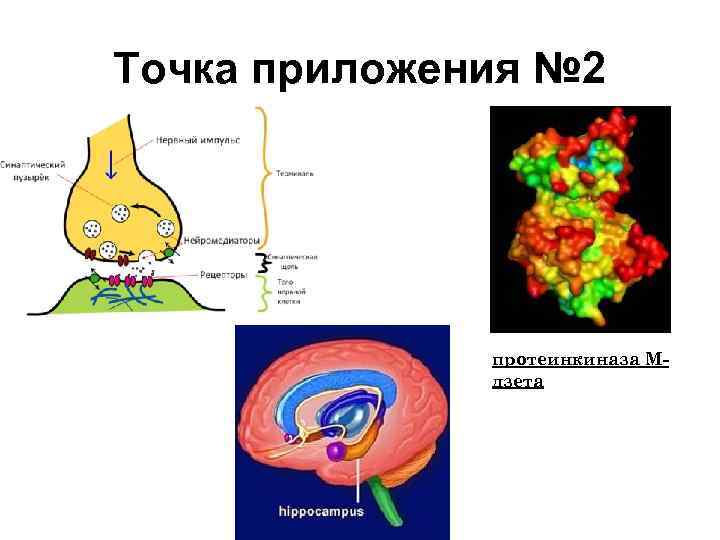 Точка приложения № 2 протеинкиназа Mдзета 