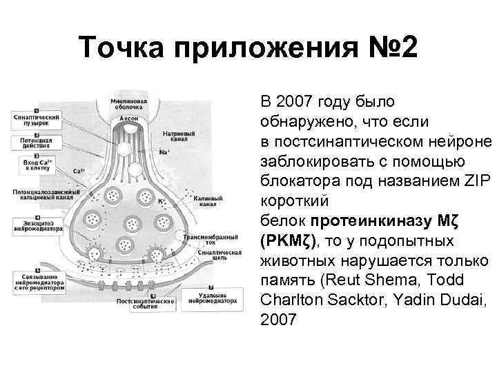 Точка приложения № 2 • В 2007 году было обнаружено, что если в постсинаптическом