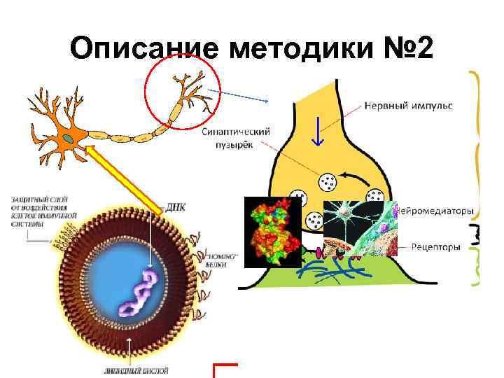 Описание методики № 2 