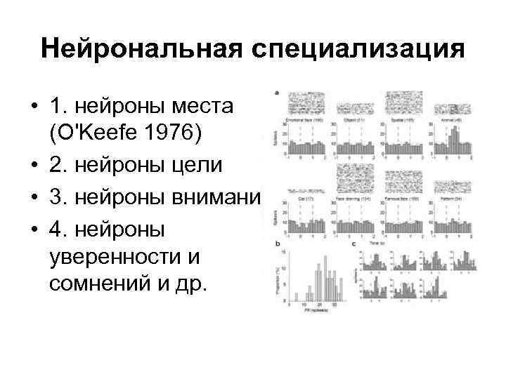 Нейрональная специализация • 1. нейроны места (O'Keefe 1976) • 2. нейроны цели • 3.