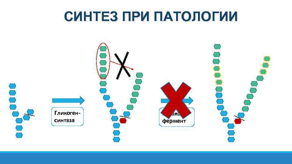 Синтез ферментов. Гликогентветвящий фермент. Гликоген ветвящий фермент. Гликоген синтаза. Ветвящий фермент при синтезе гликогена.