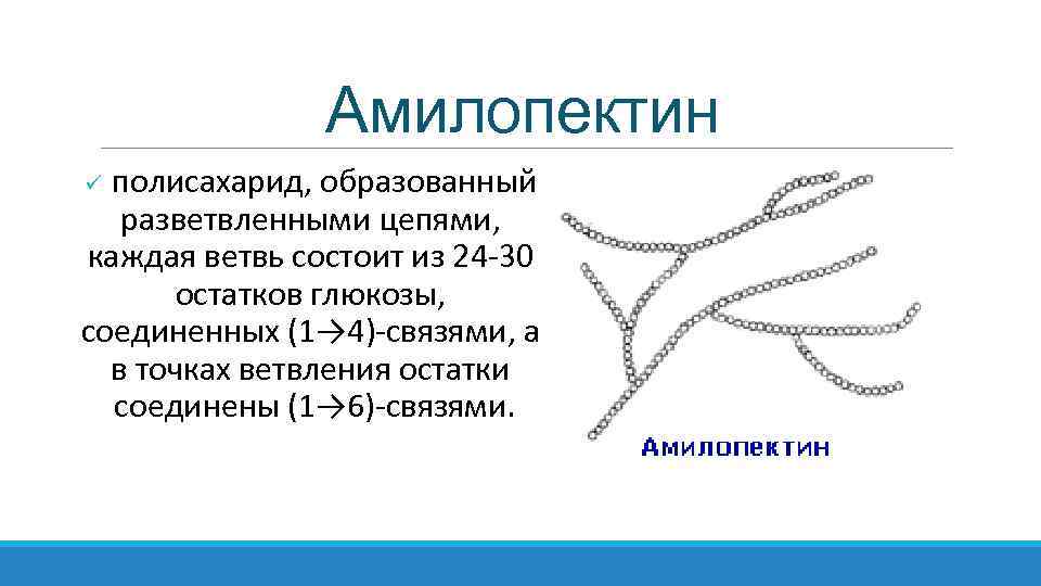 Амилопектин ü полисахарид, образованный разветвленными цепями, каждая ветвь состоит из 24 -30 остатков глюкозы,