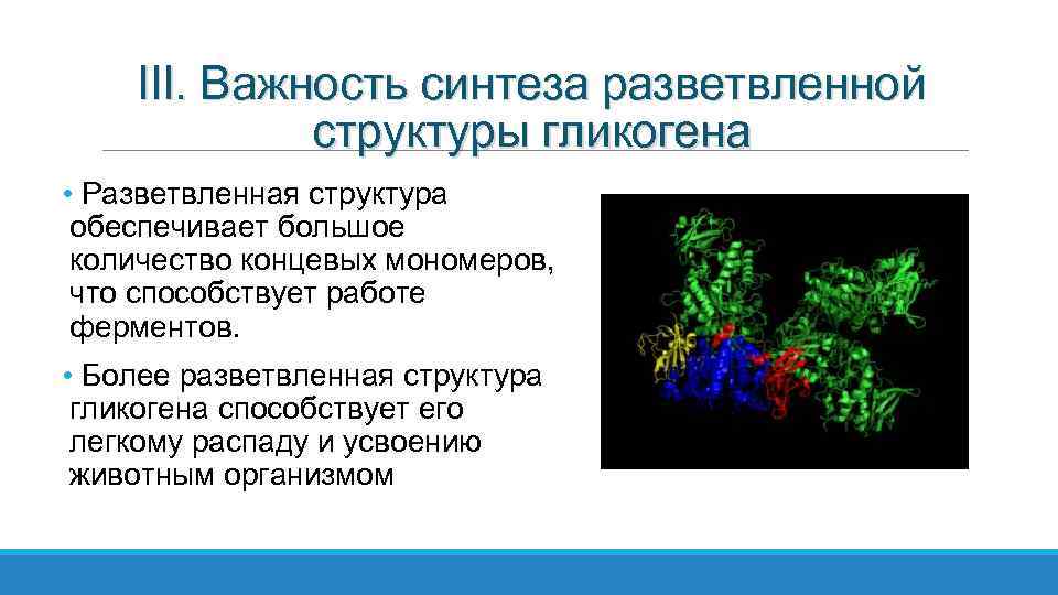 III. Важность синтеза разветвленной структуры гликогена • Разветвленная структура обеспечивает большое количество концевых мономеров,