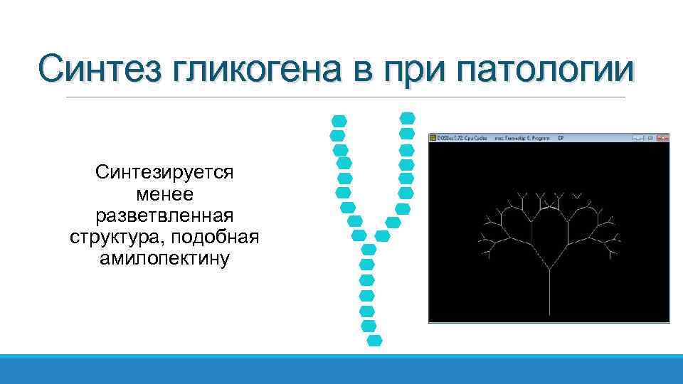 Синтез гликогена в при патологии Синтезируется менее разветвленная структура, подобная амилопектину 