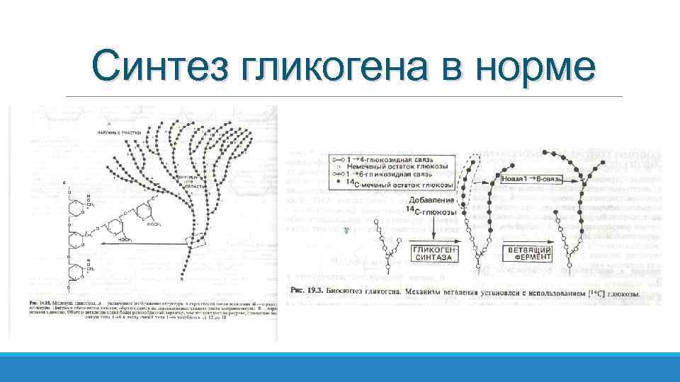 Синтез гликогена в норме 