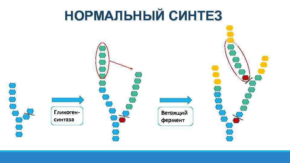 Фермент синтеза гликогена. Ветвящий фермент. Специфичность ветвящего фермента синтеза гликогена. Глиеогендеветвящий фермент. Ветвящий фермент при синтезе гликогена.