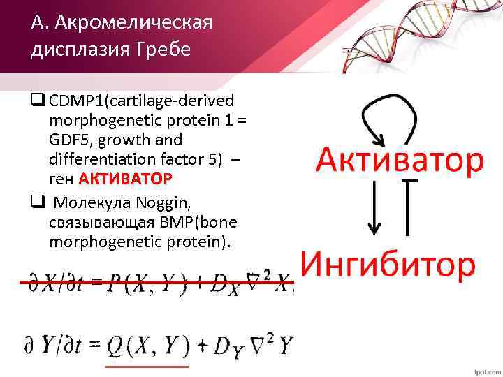 А. Акромелическая дисплазия Гребе q CDMP 1(cartilage-derived morphogenetic protein 1 = GDF 5, growth