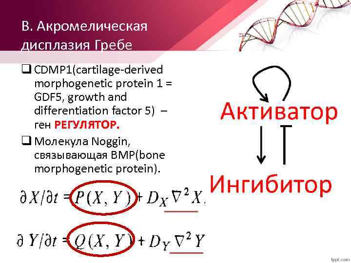 В. Акромелическая дисплазия Гребе q CDMP 1(cartilage-derived morphogenetic protein 1 = GDF 5, growth