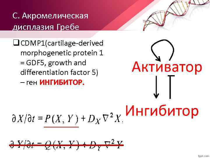 С. Акромелическая дисплазия Гребе q CDMP 1(cartilage-derived morphogenetic protein 1 = GDF 5, growth