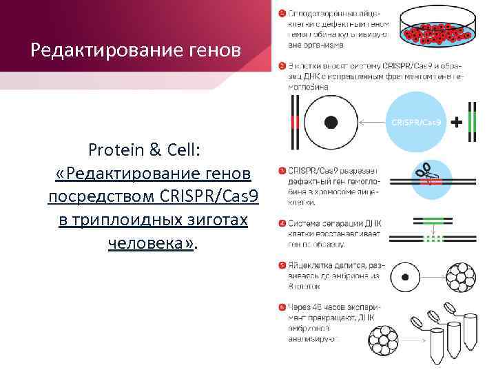 Редактирование генов Protein & Cell: «Редактирование генов посредством CRISPR/Cas 9 в триплоидных зиготах человека»
