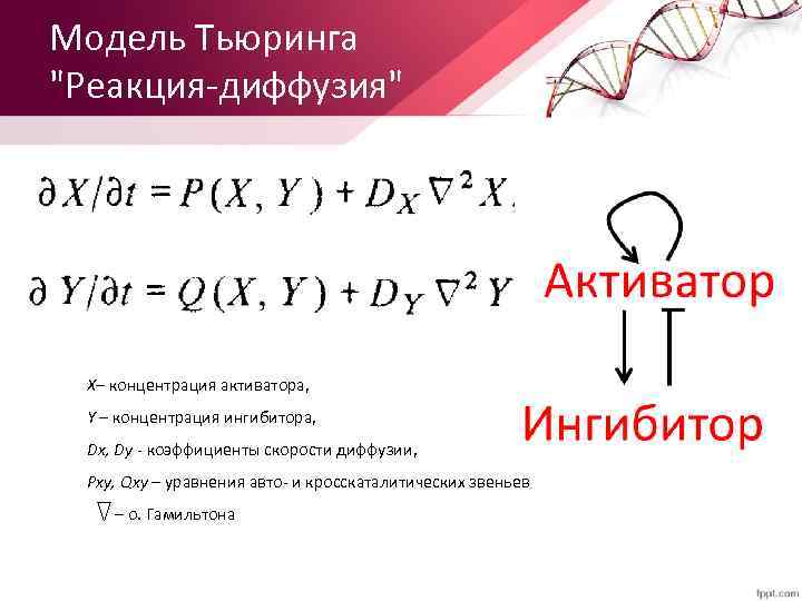 Модель Тьюринга "Реакция-диффузия" X– концентрация активатора, Y – концентрация ингибитора, Dx, Dy - коэффициенты