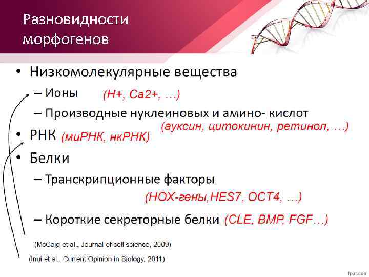 Разновидности морфогенов 