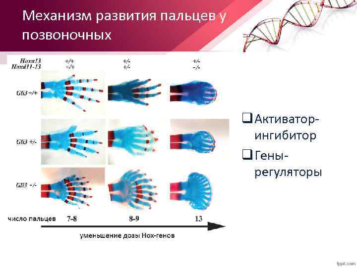 Механизм развития пальцев у позвоночных q Активаторингибитор q Генырегуляторы 