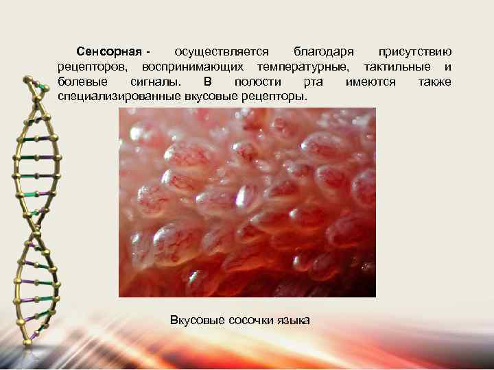 Сенсорная - осуществляется благодаря присутствию рецепторов, воспринимающих температурные, тактильные и болевые сигналы. В полости