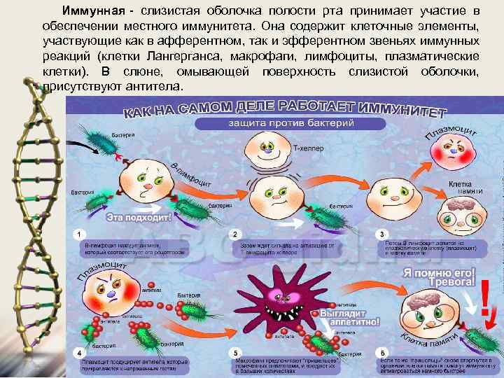 Иммунная - слизистая оболочка полости рта принимает участие в обеспечении местного иммунитета. Она содержит