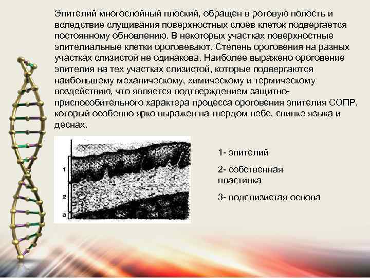 Эпителий многослойный плоский, обращен в ротовую полость и вследствие слущивания поверхностных слоев клеток подвергается