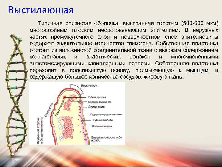 Выстилающая Типичная слизистая оболочка, выстланная толстым (500 -600 мкм) многослойным плоским неороговевающим эпителием. В