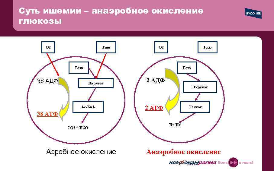 Анаэробное окисление глюкозы атф