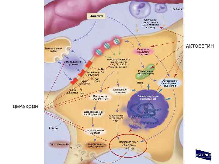 АКТОВЕГИН ЦЕРАКСОН 