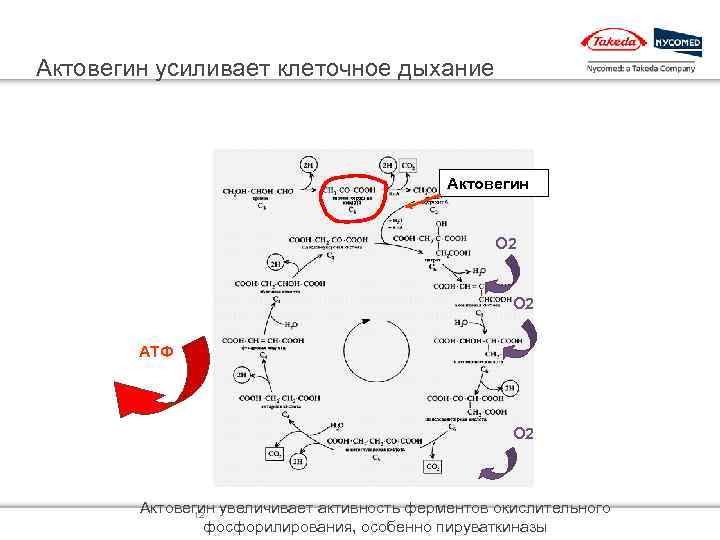 Актовегин усиливает клеточное дыхание Актовегин О 2 АТФ О 2 Актовегин увеличивает активность ферментов