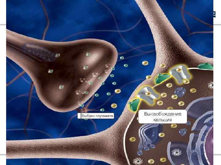  Выброс глутамата Высвобождение кальция 