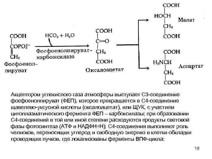 Акцептором углекислого газа атмосферы выступает С 3 соединение фосфоенолпируват (ФЕП), которое превращается в С