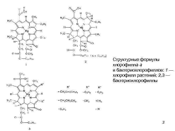 Структурные формулы хлорофилла а и бактериохлорофиллов: 1 — хлорофилл растений; 2, 3 — бактериохлорофиллы