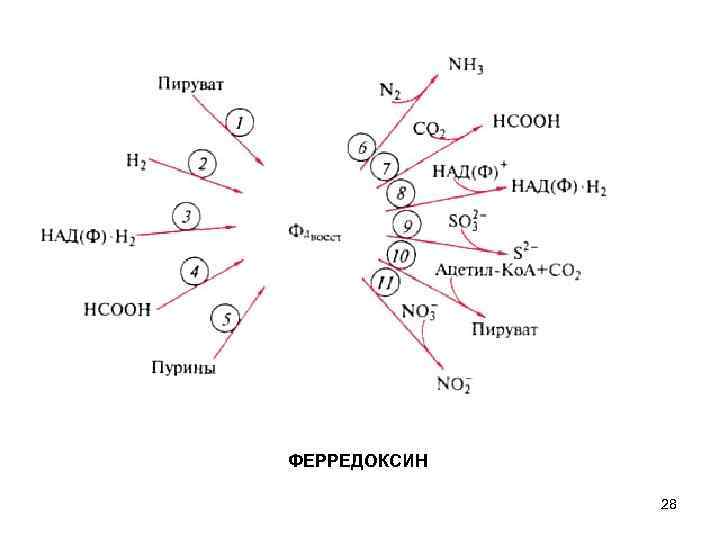 ФЕРРЕДОКСИН 28 