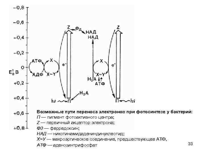 Возможные пути переноса электронов при фотосинтезе у бактерий: П — пигмент фотоактивного центра; Z