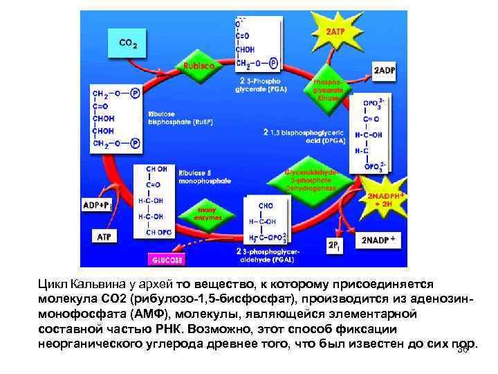 Цикл Кальвина у архей то вещество, к которому присоединяется молекула CO 2 (рибулозо-1, 5