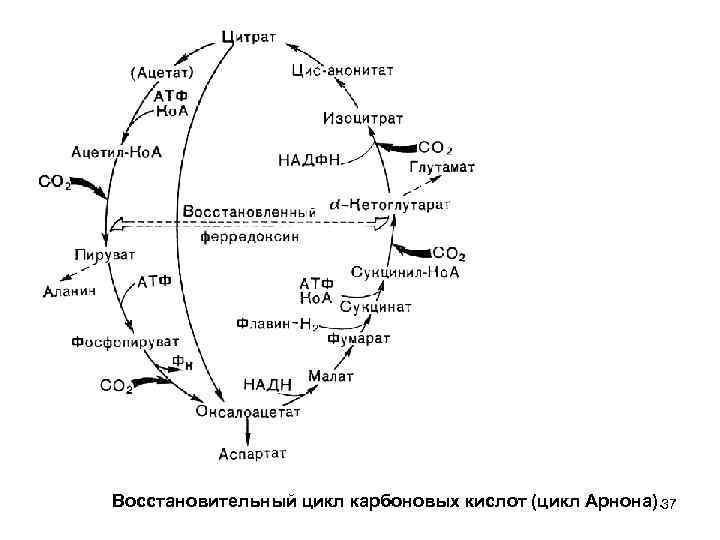 Восстановительный цикл карбоновых кислот (цикл Арнона). 37 