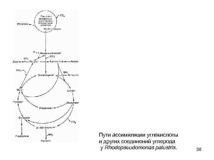 Пути ассимиляции углекислоты и других соединений углерода у Rhodopseudomonas palustris. 38 