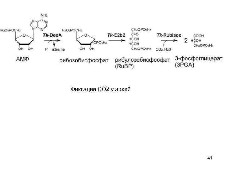 Фиксация CO 2 у архей 41 