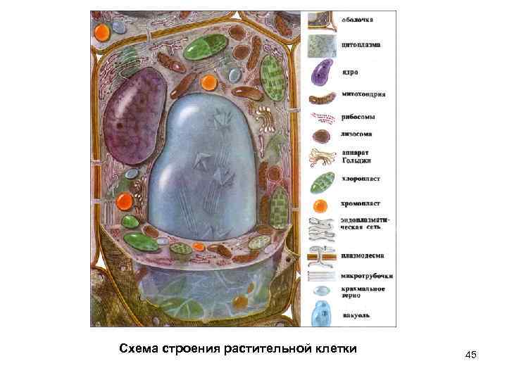 Схема строения растительной клетки 45 