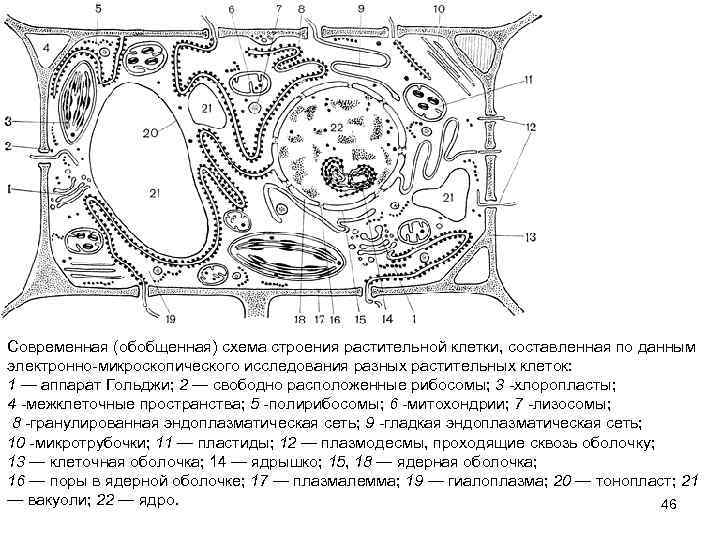 Современная (обобщенная) схема строения растительной клетки, составленная по данным электронно микроскопического исследования разных растительных