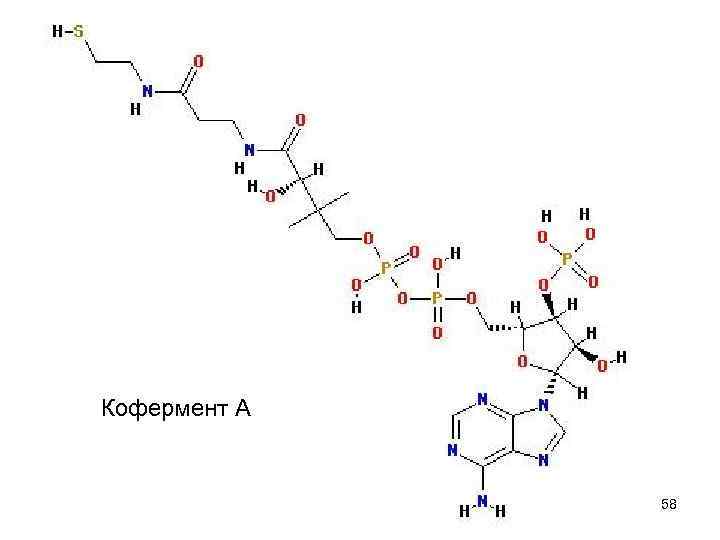 Кофермент А 58 