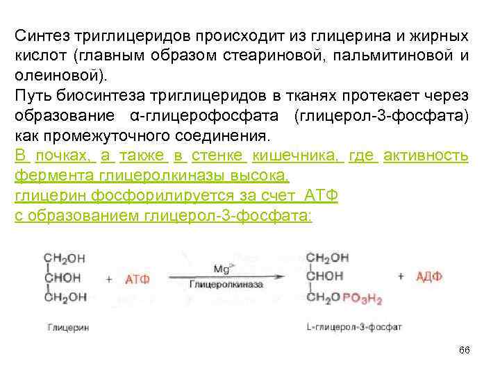 Синтез глицерина в организме