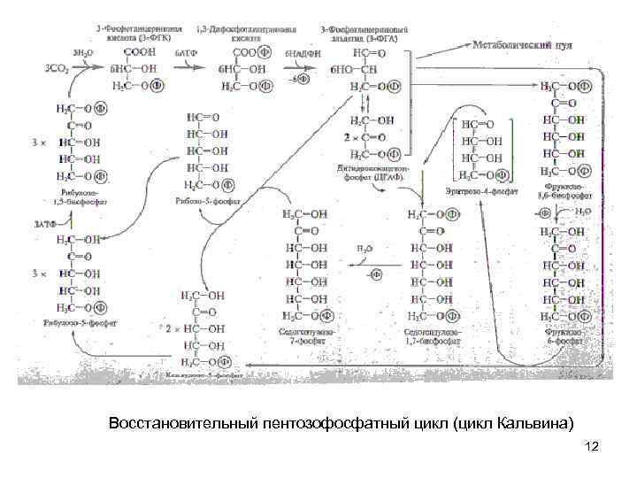 Схема пентозофосфатного цикла