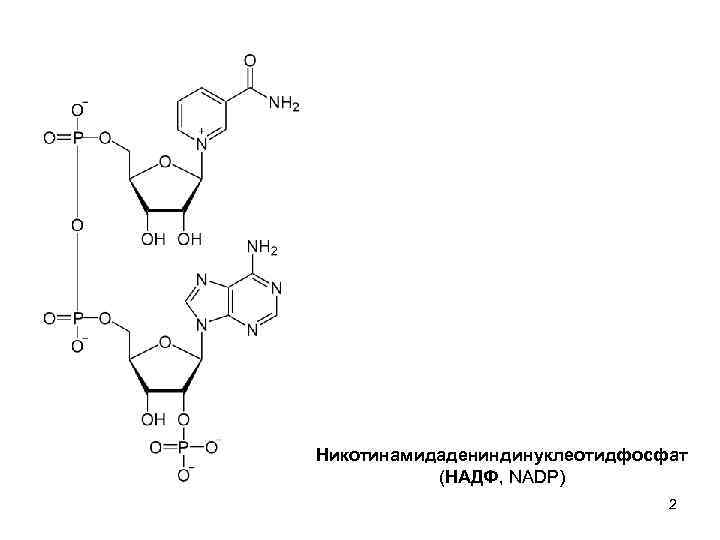 Надф н2. Никотинамидадениндинуклеотидфосфат (НАДФ). Никотинамид аденин динуклеотид фосфат. Над НАДФ ФАД. НАДФ структурная формула.