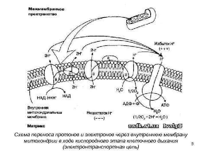 Рассмотрите рисунок на котором представлена схема клеточного дыхания