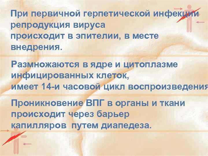 При первичной герпетической инфекции репродукция вируса происходит в эпителии, в месте внедрения. Размножаются в