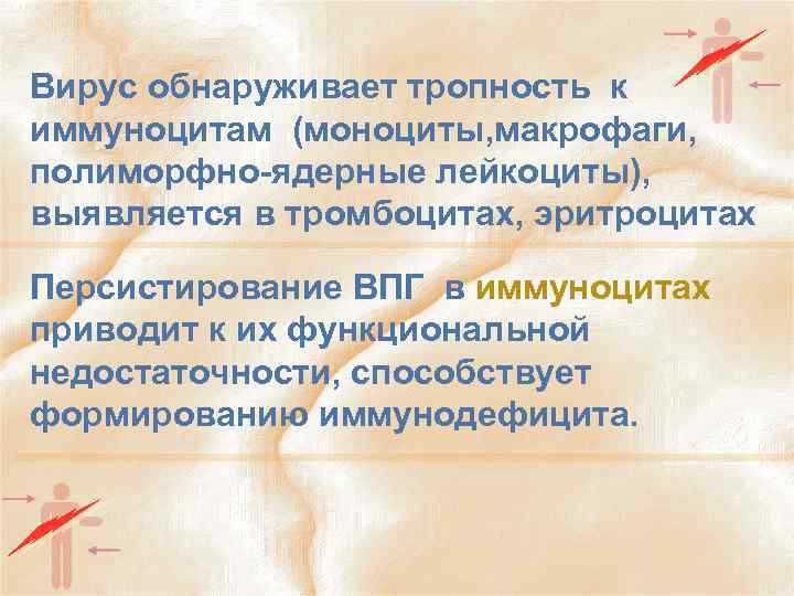 Вирус обнаруживает тропность к иммуноцитам (моноциты, макрофаги, полиморфно-ядерные лейкоциты), выявляется в тромбоцитах, эритроцитах Персистирование