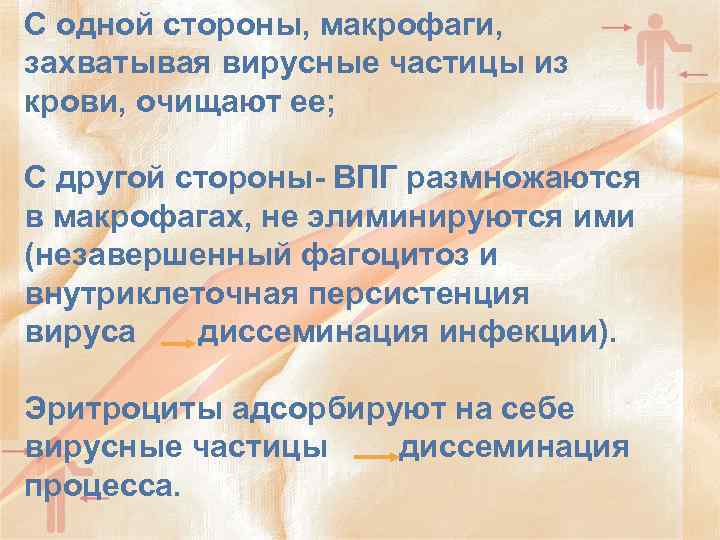 С одной стороны, макрофаги, захватывая вирусные частицы из крови, очищают ее; С другой стороны-