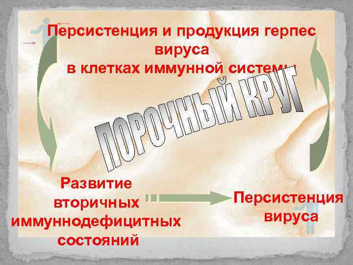 Персистенция и продукция герпес вируса в клетках иммунной системы Развитие вторичных иммуннодефицитных состояний Персистенция