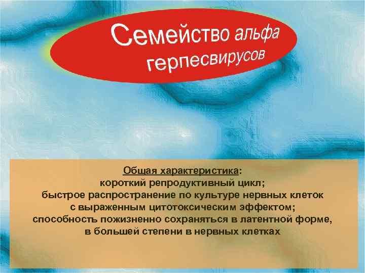 Общая характеристика: короткий репродуктивный цикл; быстрое распространение по культуре нервных клеток с выраженным цитотоксическим