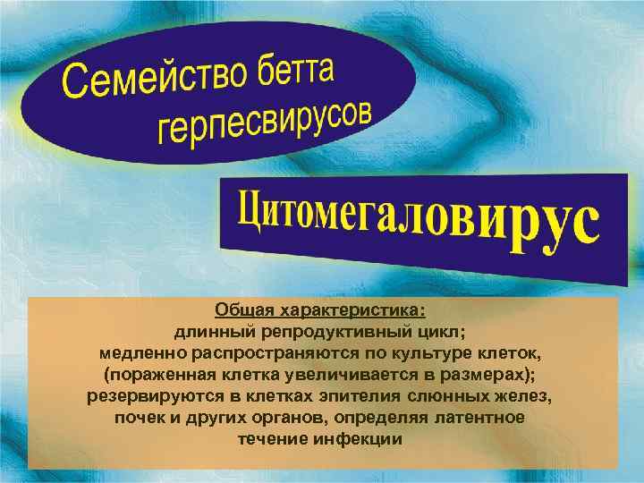 Общая характеристика: длинный репродуктивный цикл; медленно распространяются по культуре клеток, (пораженная клетка увеличивается в