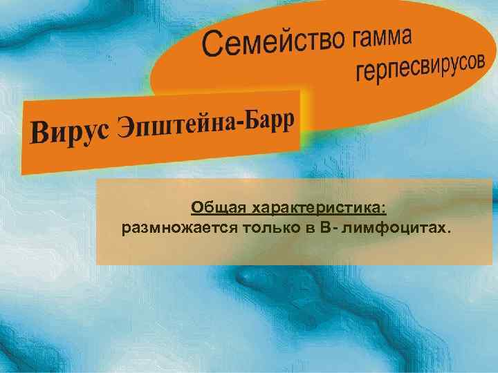 Общая характеристика: размножается только в В- лимфоцитах. 