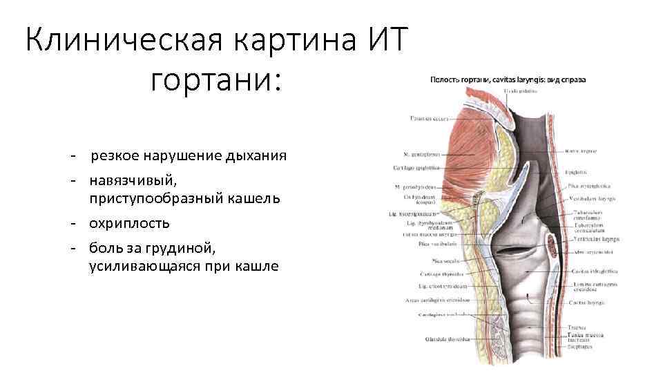 Клиническая картина ИТ гортани: - резкое нарушение дыхания - навязчивый, приступообразный кашель - охриплость