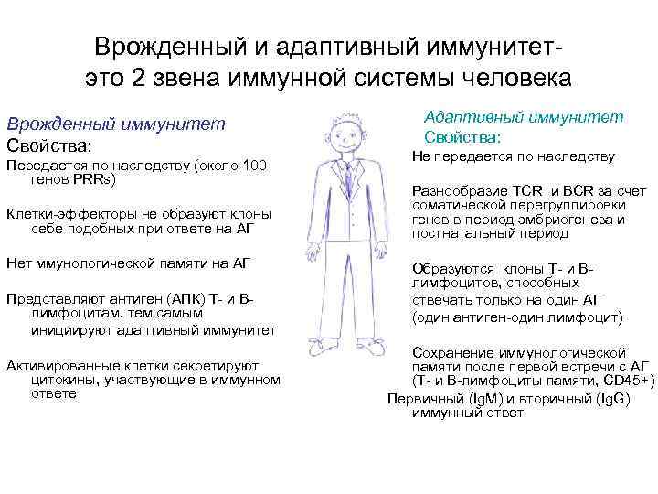 Врожденный и адаптивный иммунитетэто 2 звена иммунной системы человека Врожденный иммунитет Свойства: Передается по